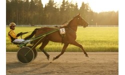 POLAR Equine rihm hobusele