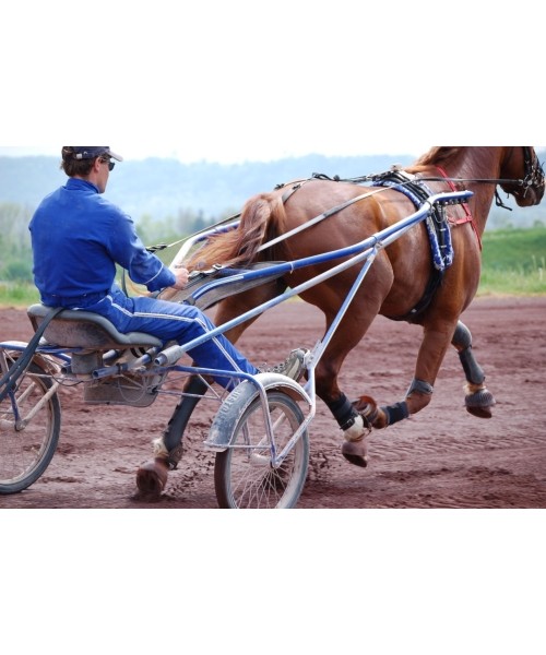 POLAR Equine rihm hobusele