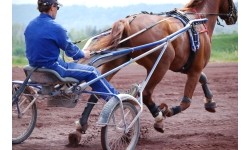 POLAR Equine rihm hobusele