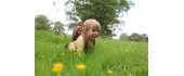 Littlelife laste seljakott Dinosaur