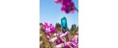 Drinking Bottle Nalgene WM Sustain, Blue